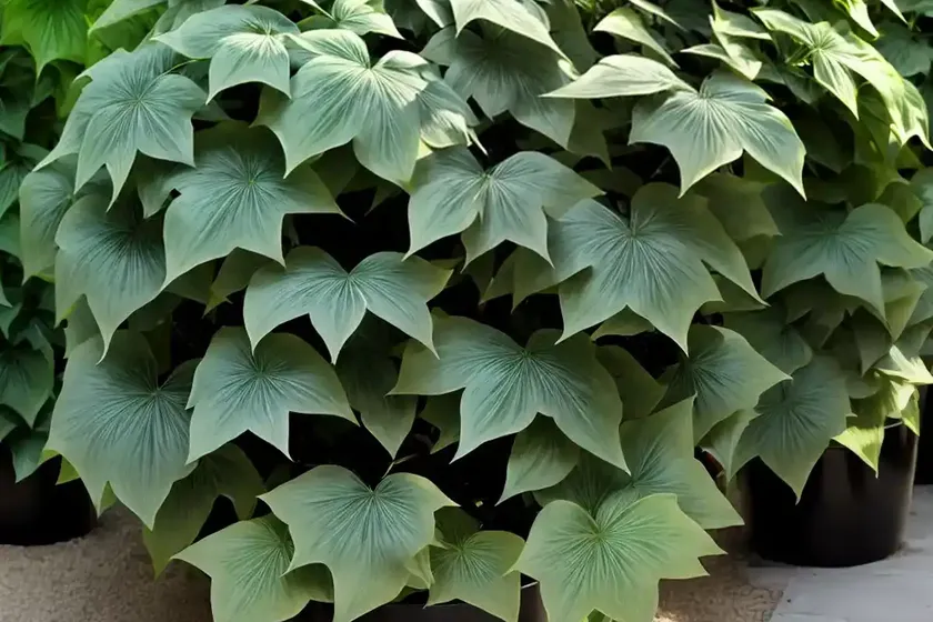 Japanese aralia (fatsia japonica) — photo 3