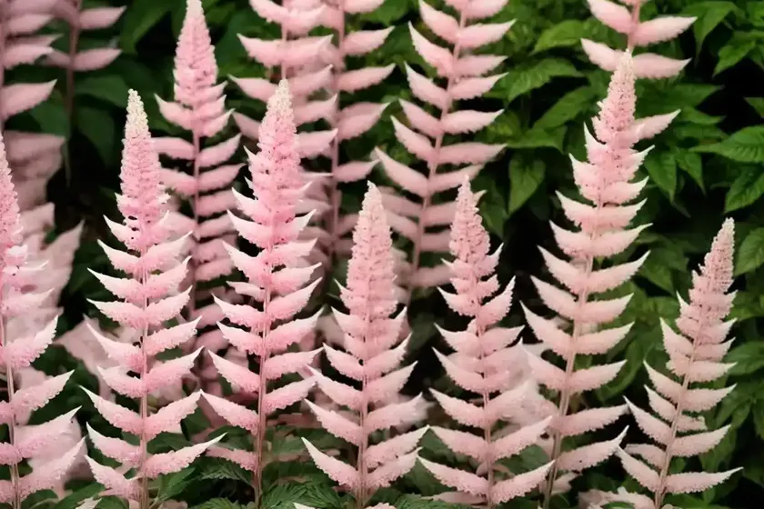Japanese astilbe (astilbe ‘montgomery’) — photo 3
