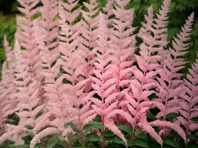 Japanese Astilbe (Astilbe ‘Montgomery’)