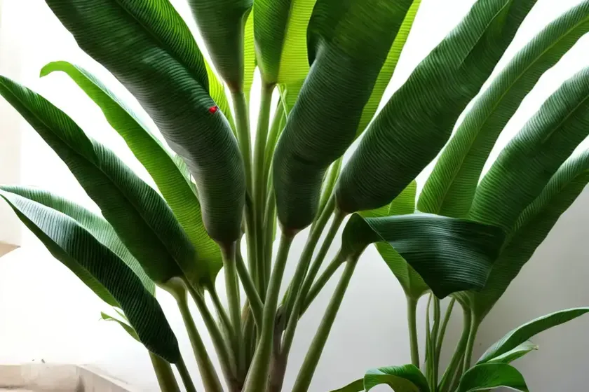 Japanese banana (musa basjoo) — photo 3