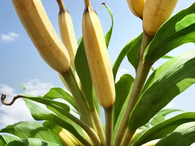 Japanese Banana (Musa Basjoo)