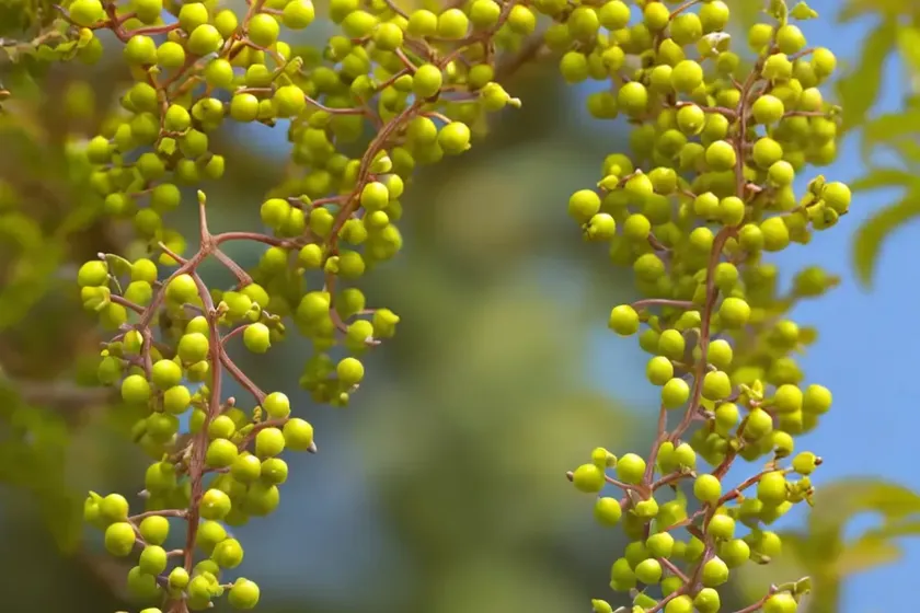 Japanese barberry (berberis thunbergii ‘aurea’) — photo 3
