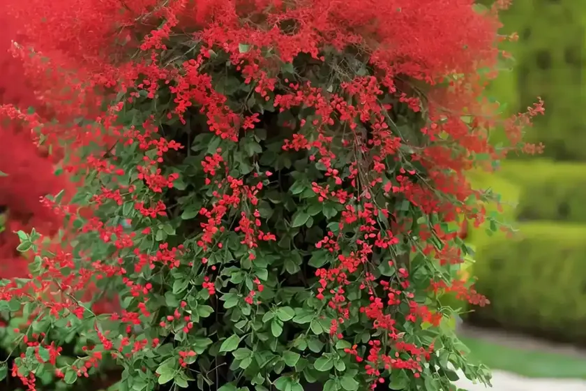 Japanese barberry (berberis thunbergii f. atropurpurea ‘helmond pillar’) — photo 2