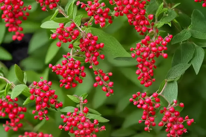 Japanese barberry (berberis thunbergii f. atropurpurea ‘helmond pillar’) — photo 3