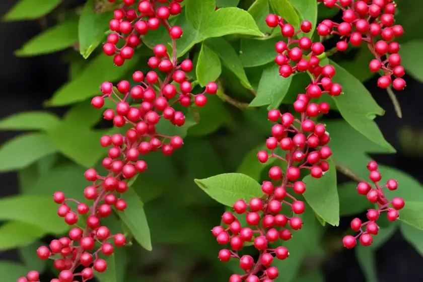 Japanese barberry (berberis thunbergii ‘royal cloak’) — photo 2