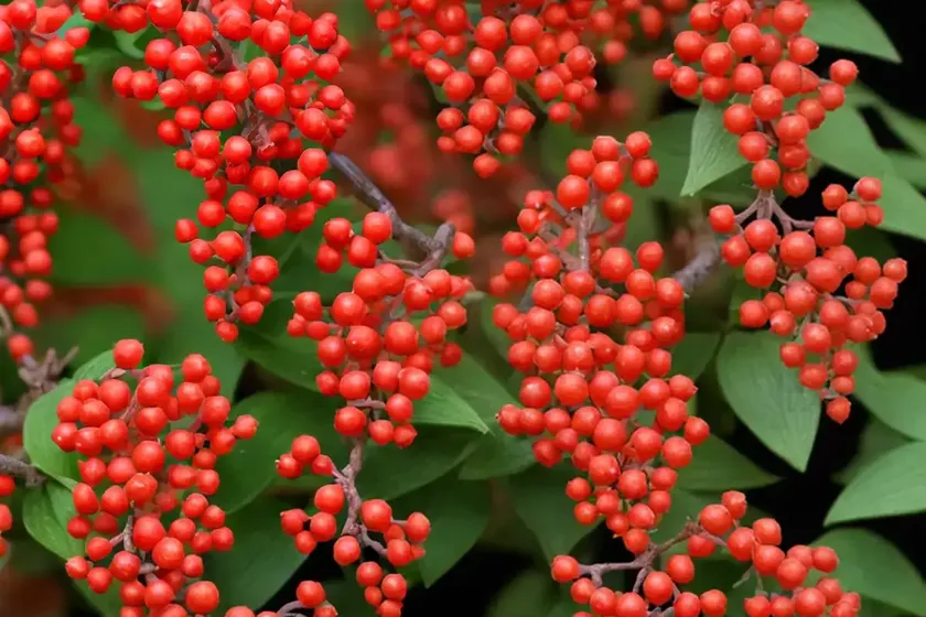 Japanese barberry (berberis thunbergii ‘royal cloak’) — photo 3