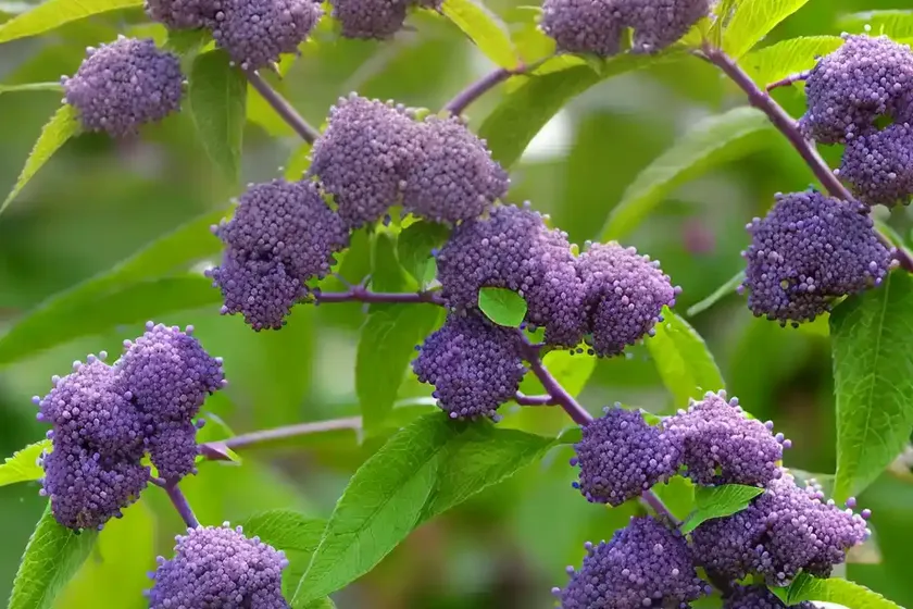 Japanese beautyberry (callicarpa japonica) — photo 2