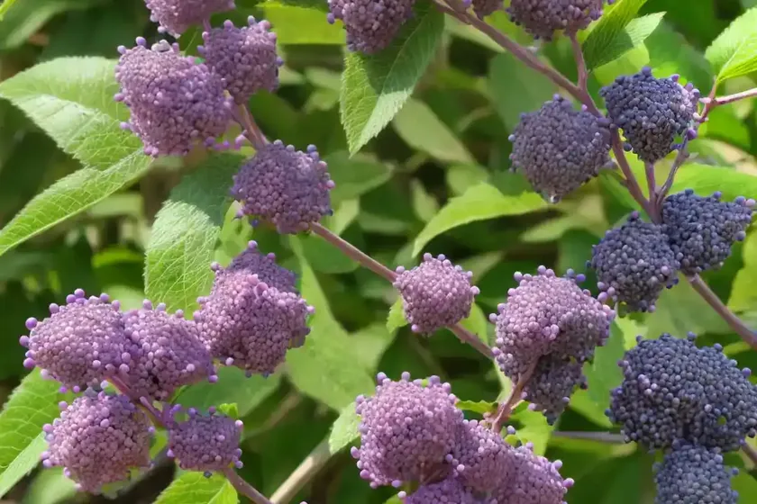 Japanese beautyberry (callicarpa japonica) — photo 3