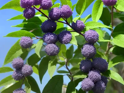 Japanese Beautyberry (Callicarpa Japonica)