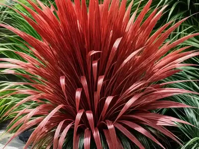 Japanese Blood Grass (Imperata Cylindrica ‘Rubra’)