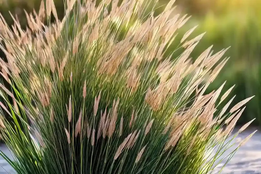 Japanese bristlegrass, nodding bristle-grass, chinese foxtail (setaria faberi) — photo 2