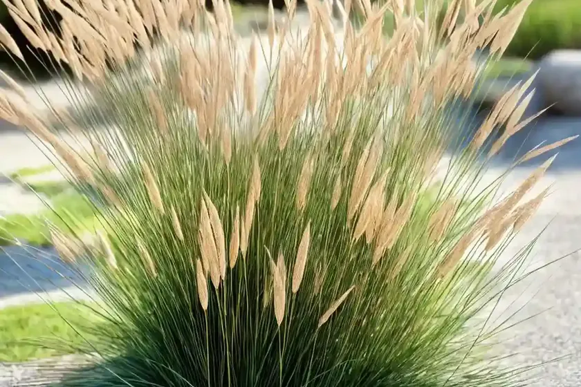 Japanese bristlegrass, nodding bristle-grass, chinese foxtail (setaria faberi) — photo 3