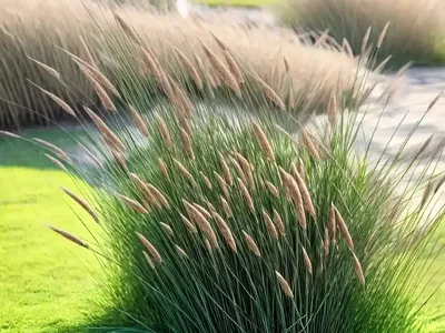 Japanese Bristlegrass, Nodding Bristle-Grass, Chinese Foxtail (Setaria Faberi)