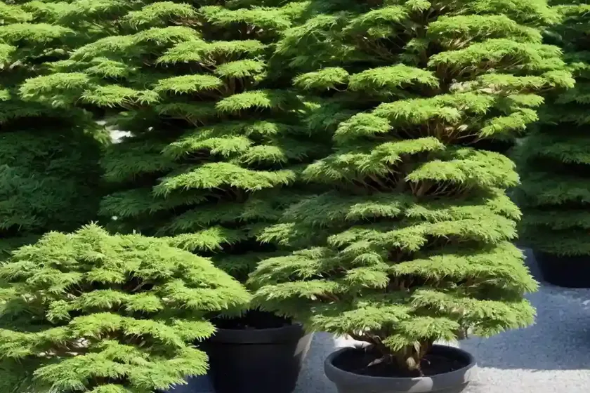 Japanese cedar (cryptomeria japonica) — photo 3