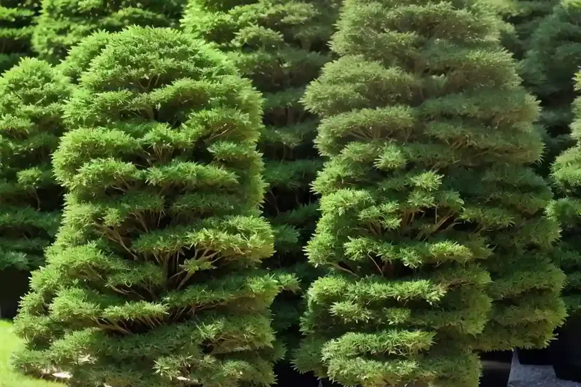 Japanese cedar (cryptomeria japonica ‘elegans nana’) — photo 2