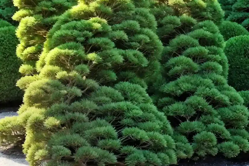 Japanese cedar (cryptomeria japonica ‘elegans nana’) — photo 3