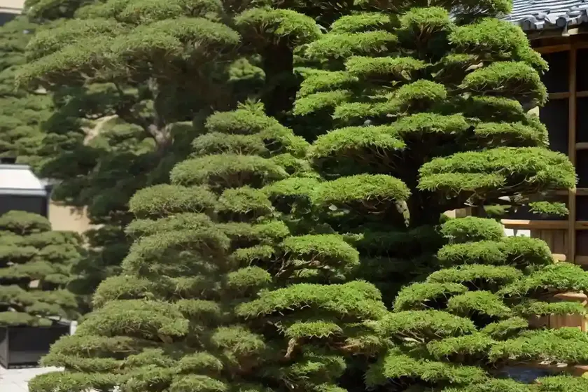Japanese cedar (cryptomeria japonica ‘radicans’) — photo 3