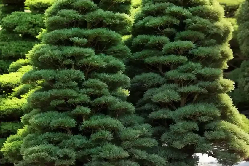 Japanese cedar (cryptomeria japonica ‘spiralis’) — photo 2