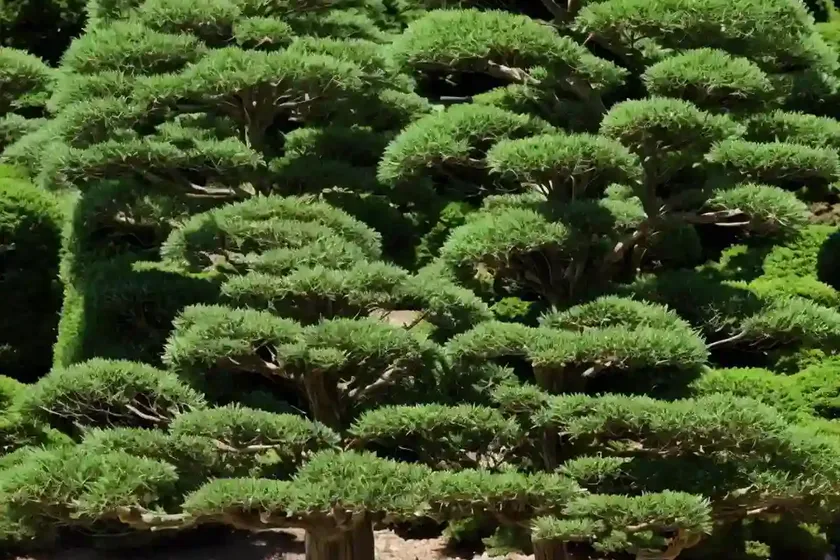 Japanese cedar (cryptomeria japonica ‘spiralis’) — photo 3