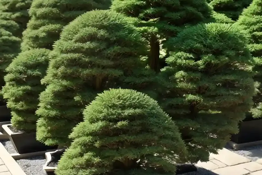 Japanese cedar (cryptomeria japonica ‘spiralis’)