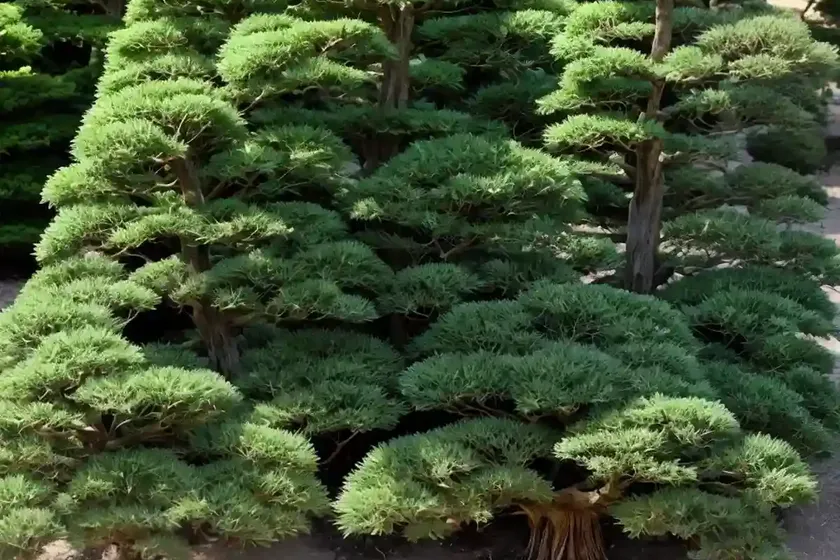 Japanese Cedar (Cryptomeria Japonica ‘Yoshino’) — photo 3