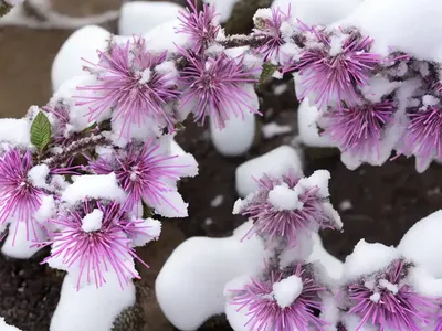 Japanese Clethra (Clethra Barbinervis ‘Takeda Nishiki’ FIRST SNOW)
