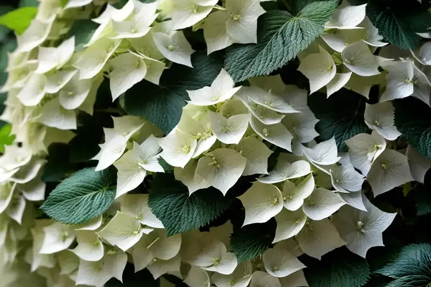Japanese climbing hydrangea (hydrangea anomala) — photo 2