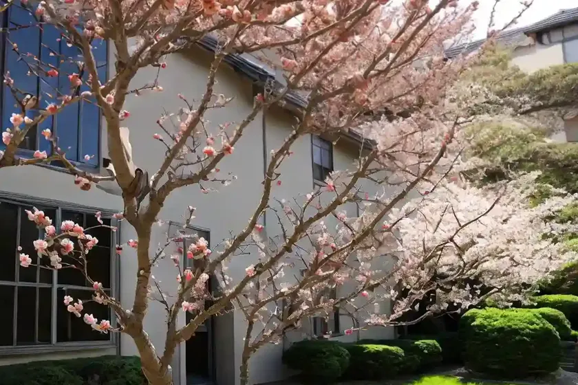 Japanese crab apple (malus floribunda)