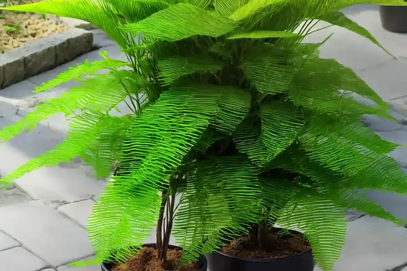 Japanese crispy wave (japanese asplenium nidus) — photo 3