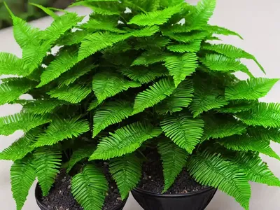 Japanese Crispy Wave (Japanese Asplenium Nidus)