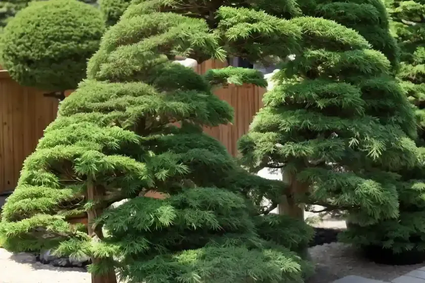 Japanese cypress (chamaecyparis obtusa) — photo 2
