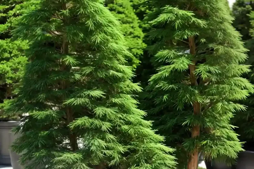 Japanese cypress (chamaecyparis obtusa) — photo 3