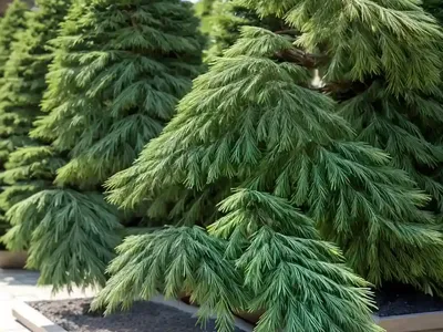 Japanese Cypress (Chamaecyparis Obtusa)