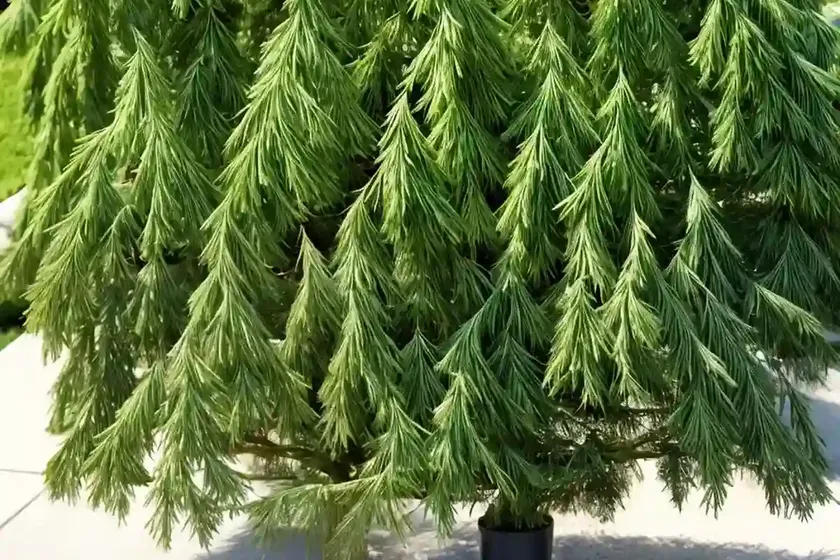Japanese falsecypress (chamaecyparis pisifera ‘filifera aurea’) — photo 2
