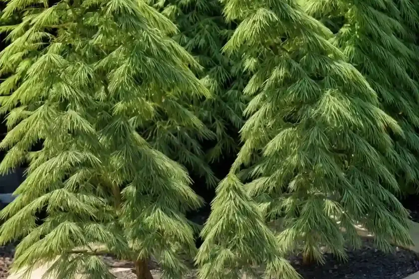 Japanese falsecypress (chamaecyparis pisifera ‘filifera aurea’) — photo 3