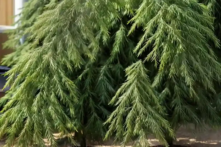 Japanese falsecypress (chamaecyparis pisifera ‘golden charm’) — photo 2