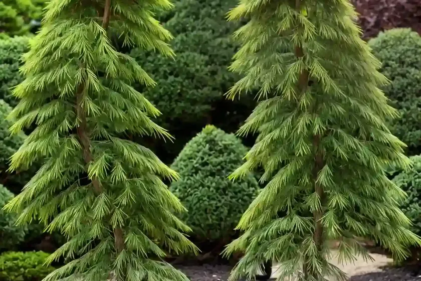 Japanese falsecypress (chamaecyparis pisifera ‘golden charm’) — photo 3