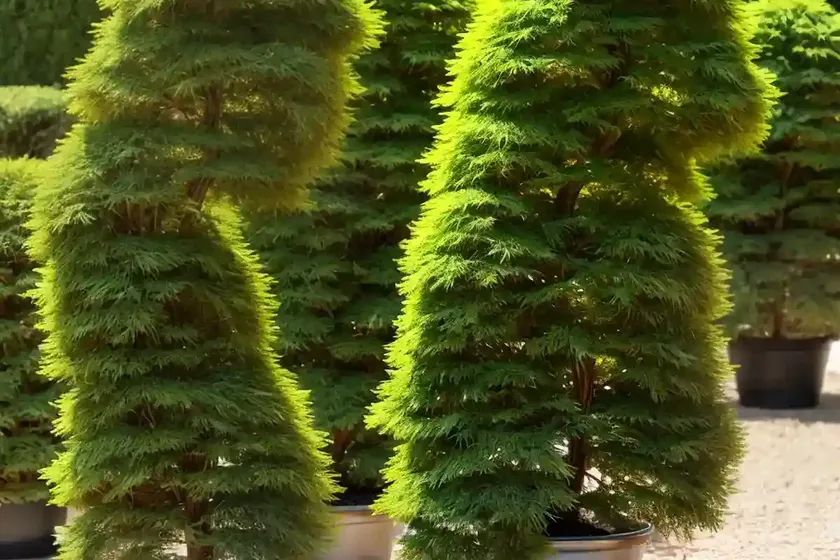 Japanese falsecypress (chamaecyparis pisifera ‘golden mop’) — photo 3