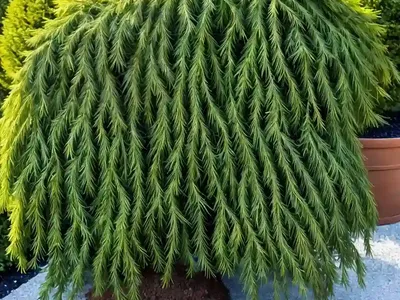 Japanese Falsecypress (Chamaecyparis Pisifera ‘Golden Mop’)