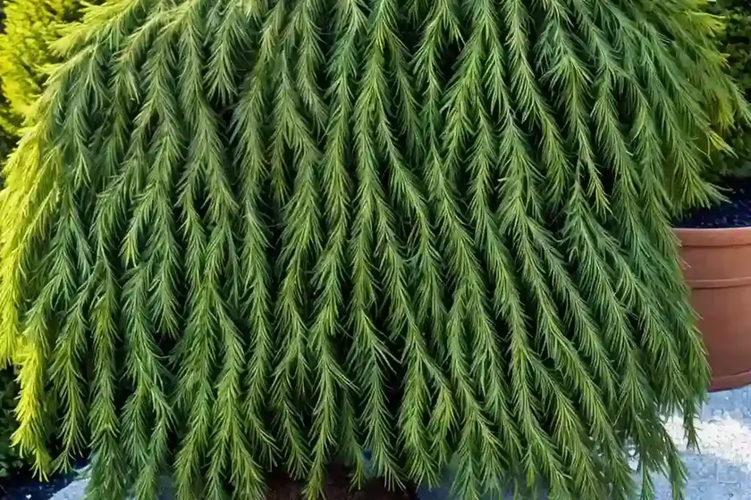 Japanese falsecypress (chamaecyparis pisifera ‘golden mop’)