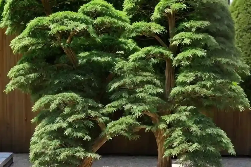 Japanese falsecypress (chamaecyparis pisifera ‘tsukumo’) — photo 2