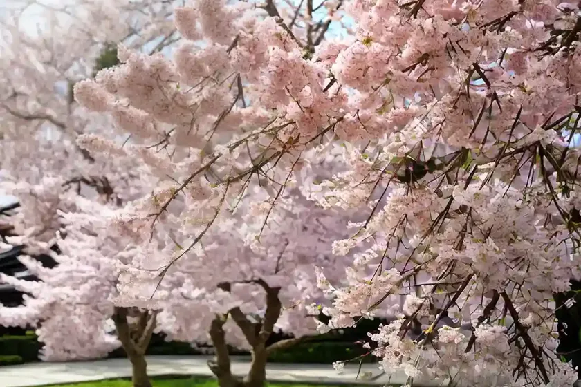 Japanese flowering cherry (prunus serrulata) — photo 2