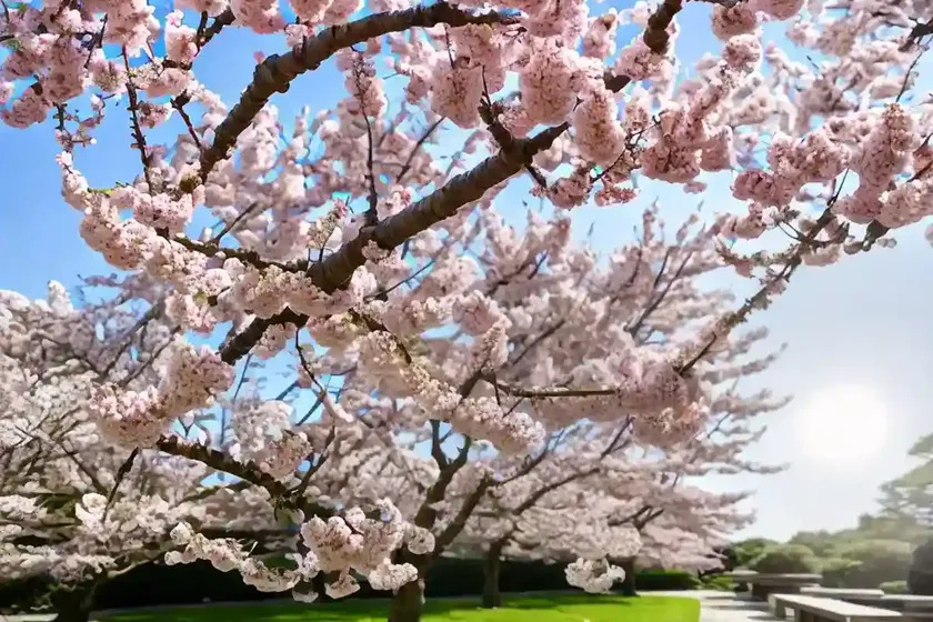 Japanese flowering cherry (prunus serrulata) — photo 3