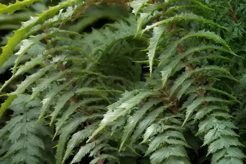 Japanese holly fern (cyrtomium falcatum) — photo 2