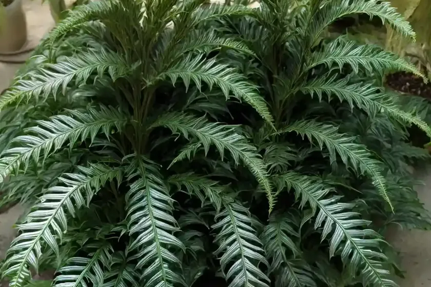 Japanese holly fern (cyrtomium falcatum) — photo 3
