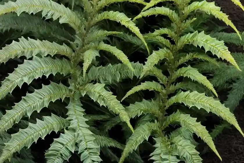 Japanese holly fern (cyrtomium falcatum ‘rochfordianum’) — photo 2