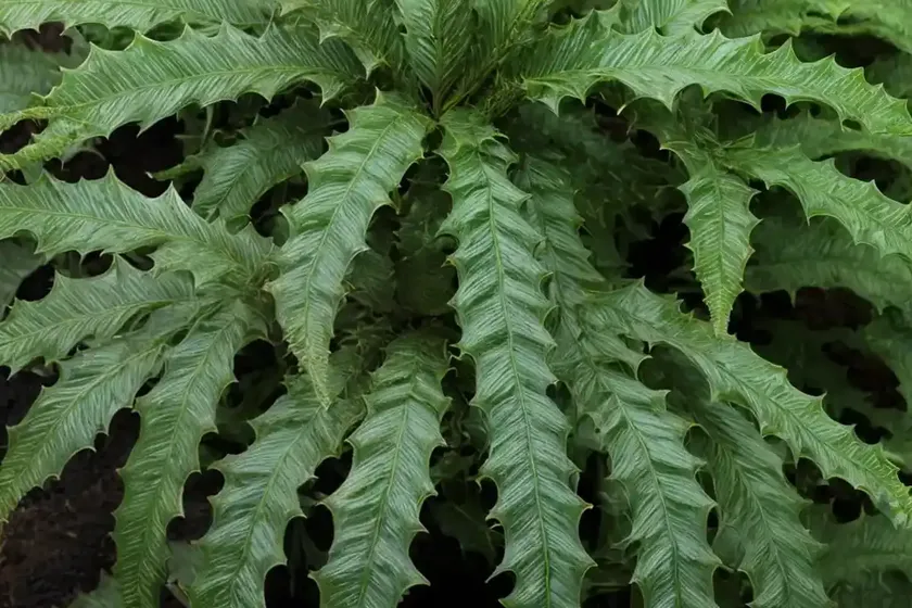 Japanese holly fern (cyrtomium falcatum ‘rochfordianum’) — photo 3