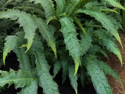 Japanese Holly Fern (Cyrtomium Falcatum ‘Rochfordianum’)