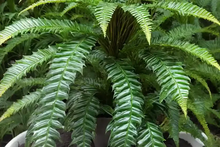 Japanese holly fern (cyrtomium fortunei) — photo 3