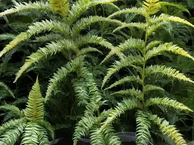 Japanese Holly Fern (Cyrtomium Fortunei)